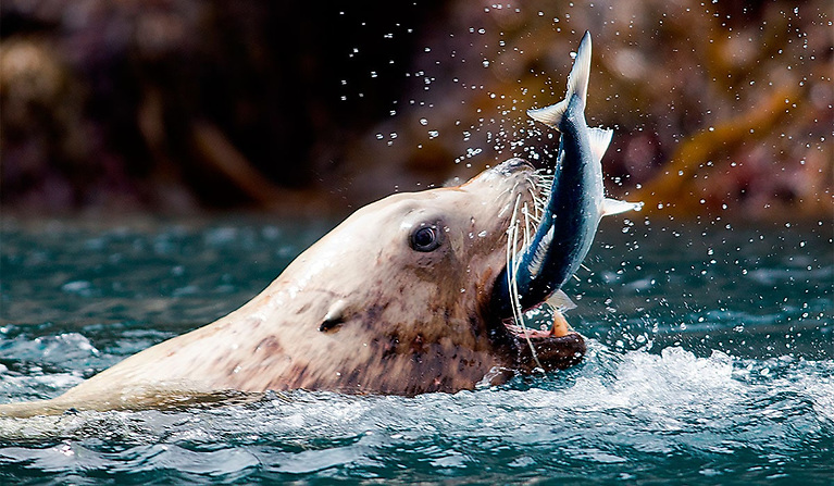 Solutions for Ocean Conservation